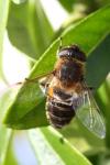 Eristalis tenax