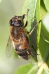 Eristalis tenax
