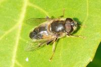 Eristalis pertinax