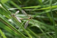 Tipula vernalis