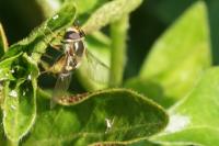 Eupeodes luniger