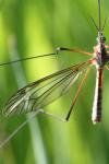 Tipula vernalis