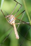 Tipula vernalis
