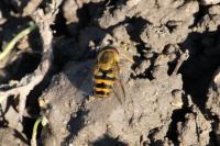 Syrphus