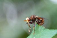 Sicus ferrugineus