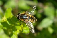 Helophilus pendulus