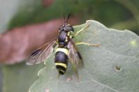 Chrysotoxum bicinctum