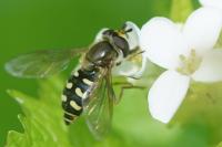 Eupeodes luniger