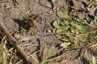 Bombylius major