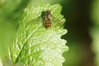 Episyrphus balteatus