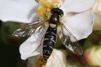 Sphaerophoria
