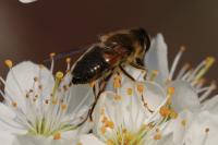 Eristalis pertinax