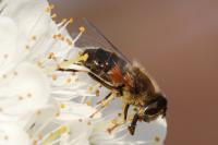 Eristalis pertinax
