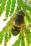 Eristalis