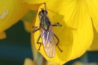 Scathophaga stercoraria