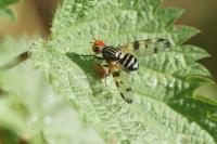 Otites porcus