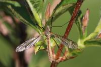 Tipula vernalis