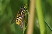 Chrysotoxum cautum