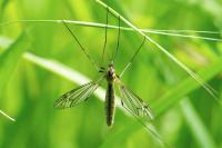 Tipula vernalis