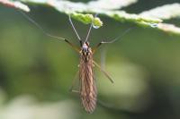 Nephrotoma appendiculata