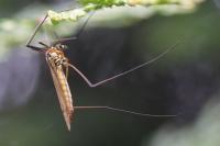 Nephrotoma appendiculata