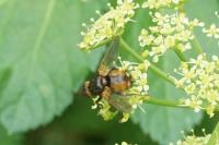 Tachina fera