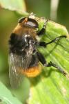 Merodon equestris