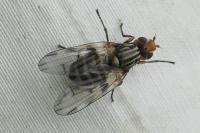 Otites porcus