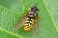 Chrysotoxum cautum