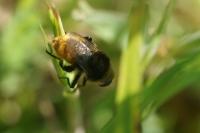 Merodon equestris