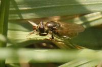 Tropidia fasciata