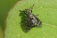 Platystoma seminationis