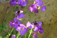 Rhingia campestris