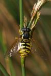 Chrysotoxum cautum