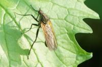 Empis tessellata