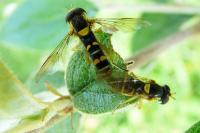 Sphaerophoria scripta