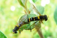 Sphaerophoria scripta