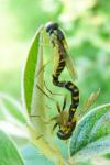 Sphaerophoria scripta