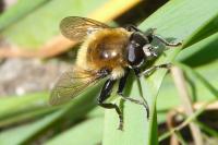 Merodon equestris