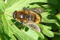 Merodon equestris