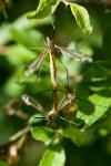 Tipula vernalis