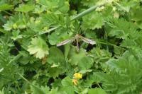 Tipula vernalis