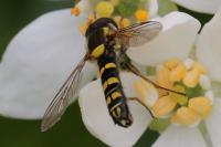Sphaerophoria