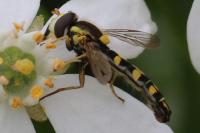 Sphaerophoria