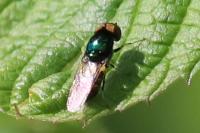 Microchrysa polita