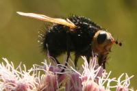 Tachina grossa