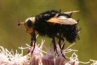 Tachina grossa