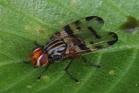 Otites porcus