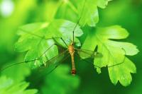 Tipula