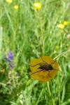 Empis tessellata